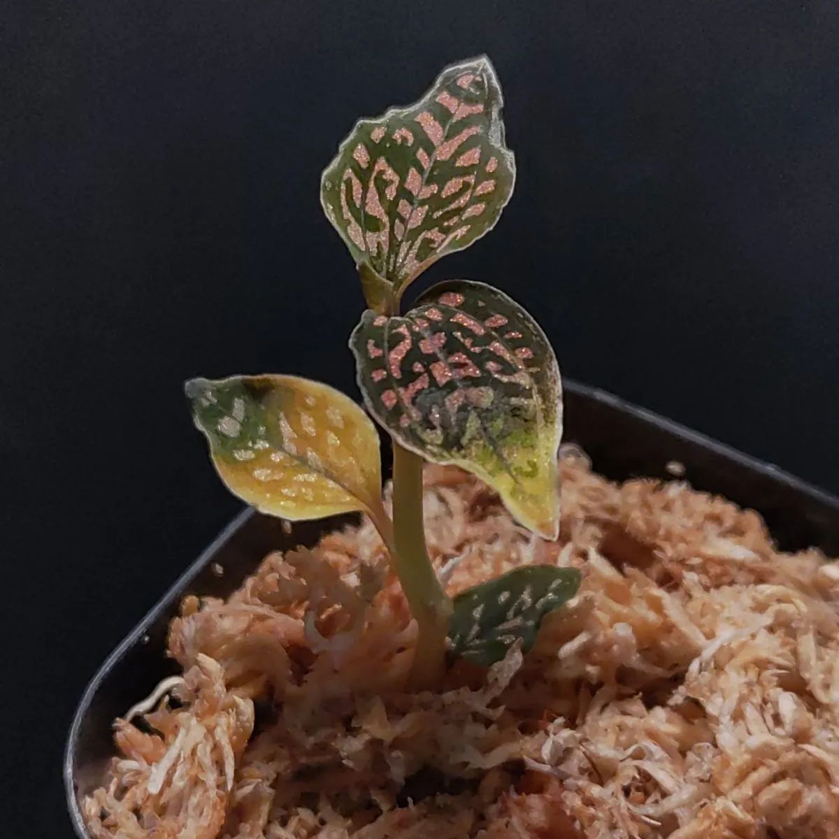 ミクロキルス トリダックス赤 子株 - 植物/観葉植物