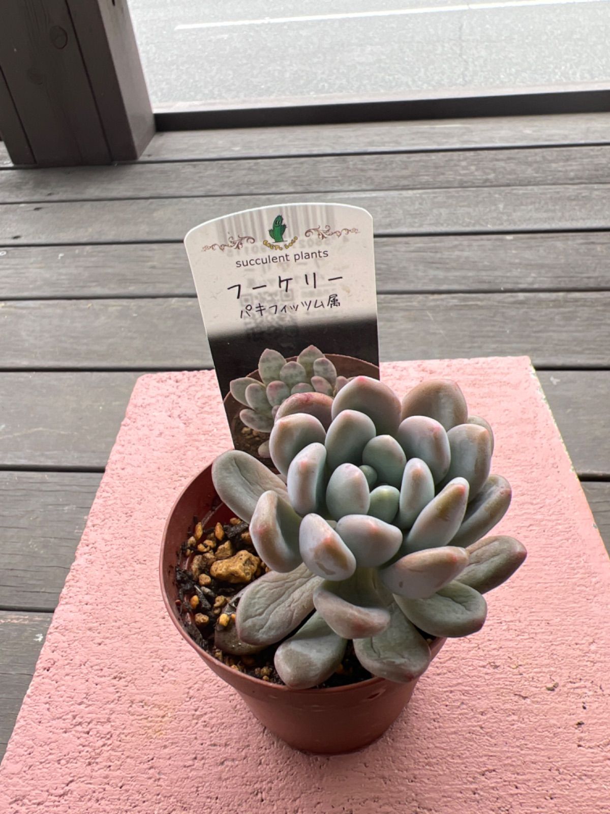 多肉植物 無作法 フーケリー♡抜き苗(^○^)