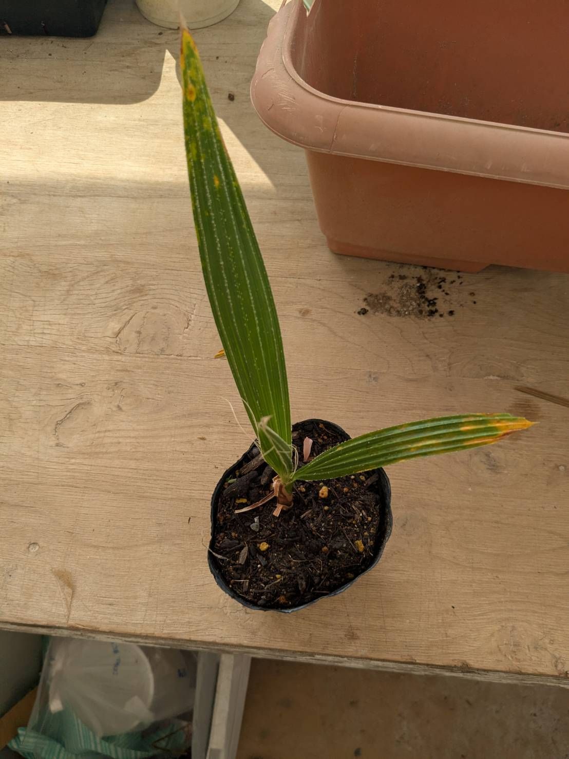 Washingtonia