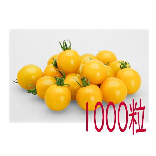 入荷次第出荷 カネコ種苗 ＴＹイエローミミ ミニトマト １０００粒