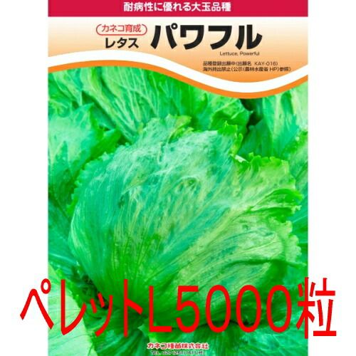 入荷次第出荷 カネコ種苗 パワフル ＮＰＹ－０１６ レタス ペレット５０００粒