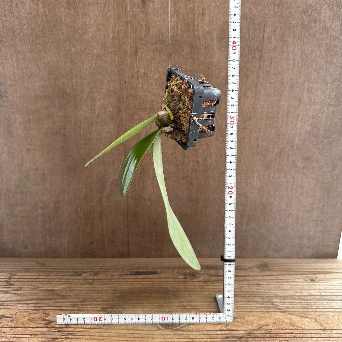 バルボフィラム ファレノプシス② Bulbophyllum phalaenopsis 現品 
