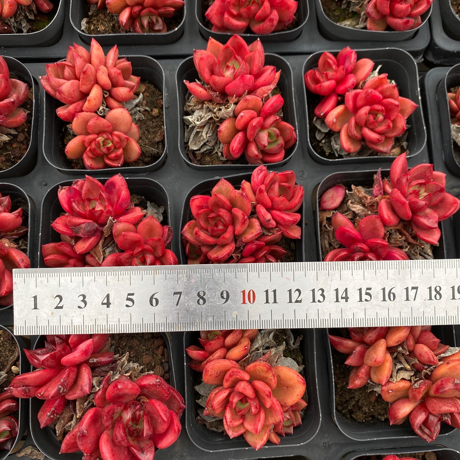 LB1335×50 シャプトクン