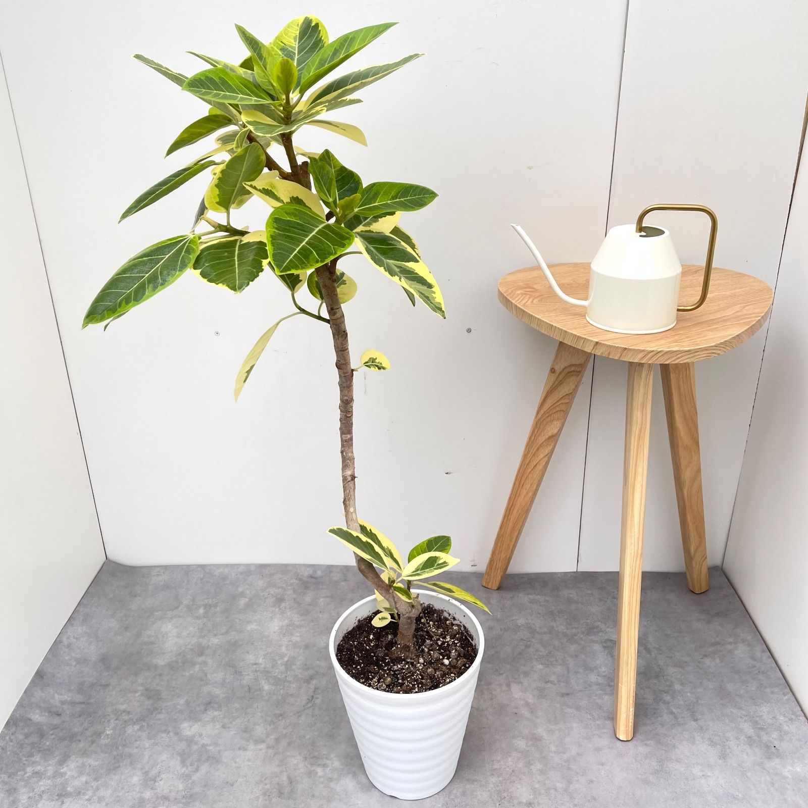 フィカス アルテシマ 曲がり 9 現品 観葉植物 室内 7号 YUZUMIYA_COM