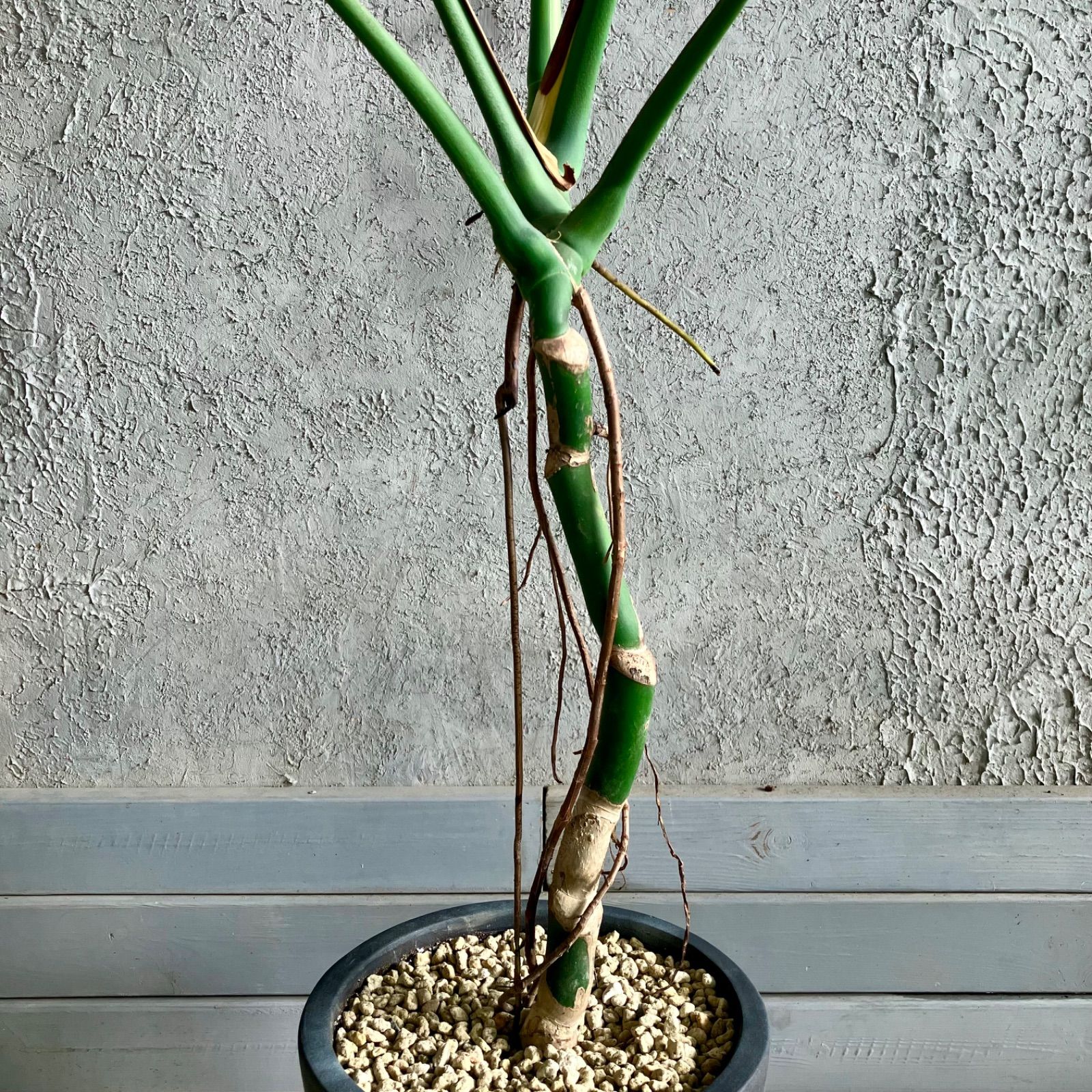 大型 根上がり モンステラ デリシオーサ 10号 テラコッタ鉢植え