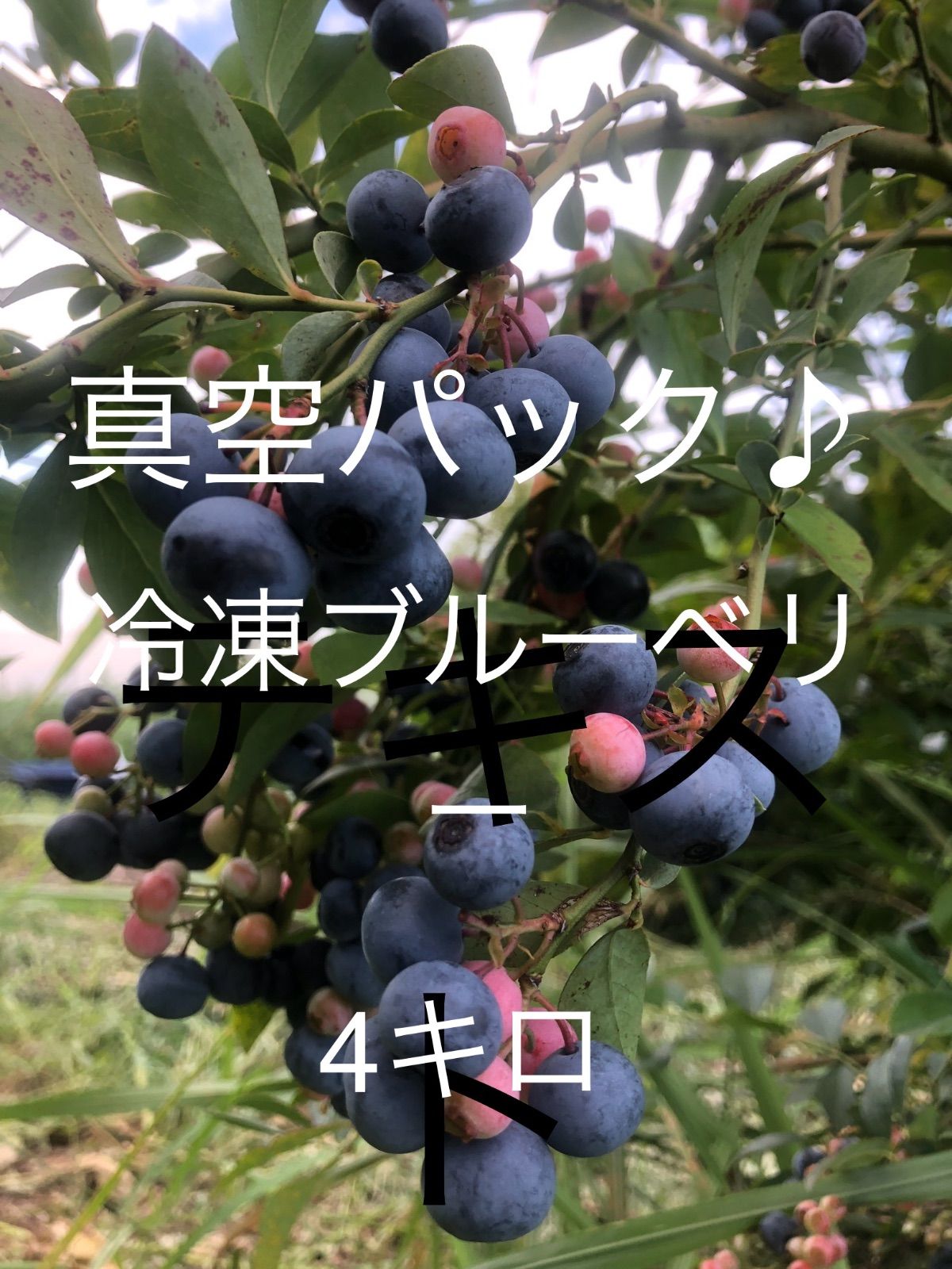 真空パック 冷凍ブルーベリー4キロ♪