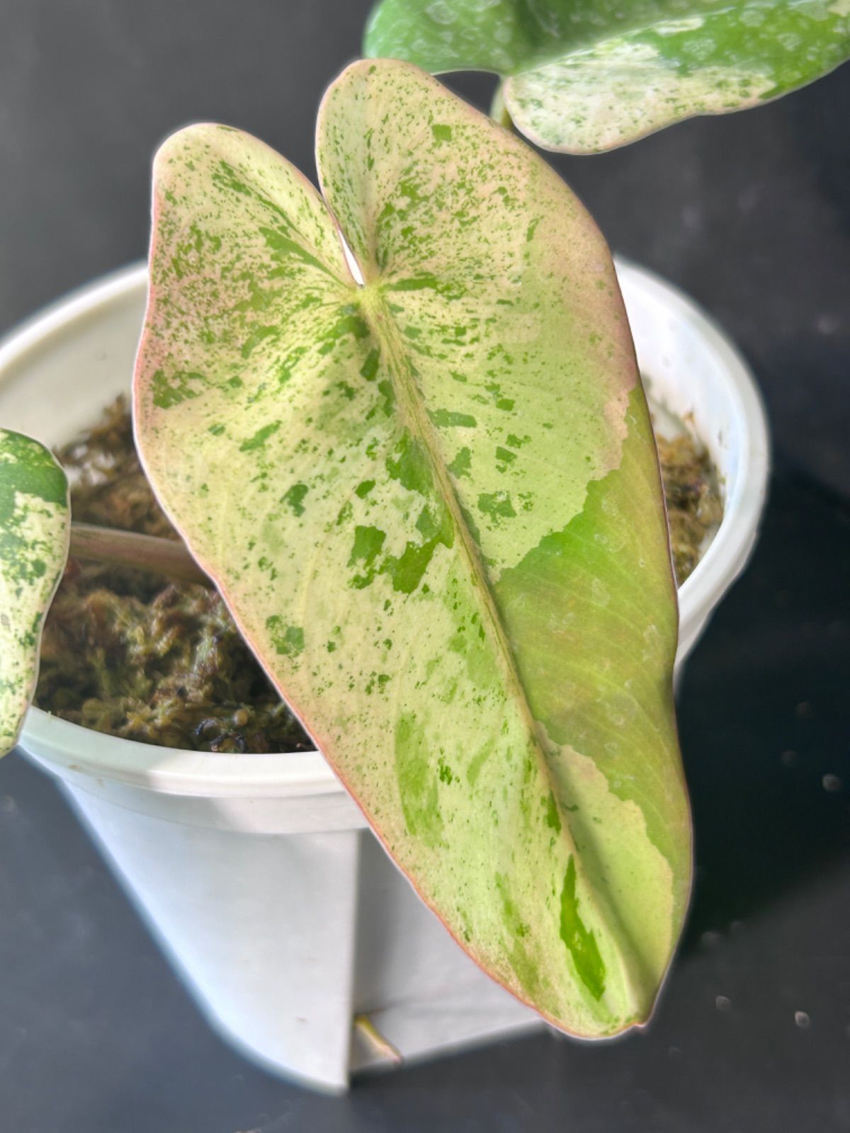 希少なフィロデンドロン・イルセマニーA19 フィロデンドロン イルセマニー極麗斑 最上級斑個体 (Philodendron