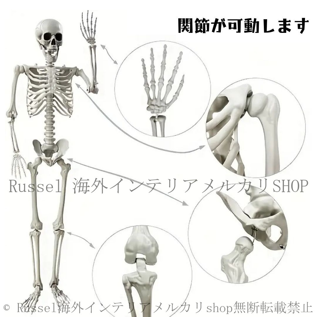 置物 オブジェ 骸骨 ガイコツ ドクロ スケルトン 全身 標本 等身