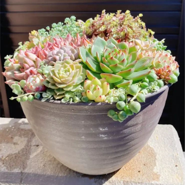❤️専用ページ❤️多肉植物寄せ植え❤️ shiro🦡多肉寄せ植え (@shiro__garden) • Instagram photos and