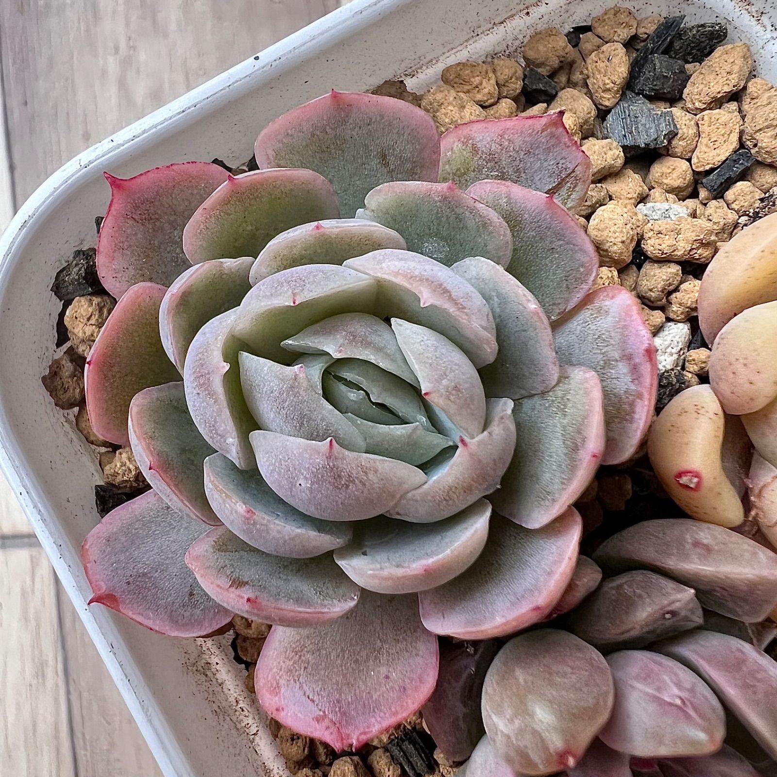 多肉植物 3苗セット 韓国苗 抜き苗 - メルカリ