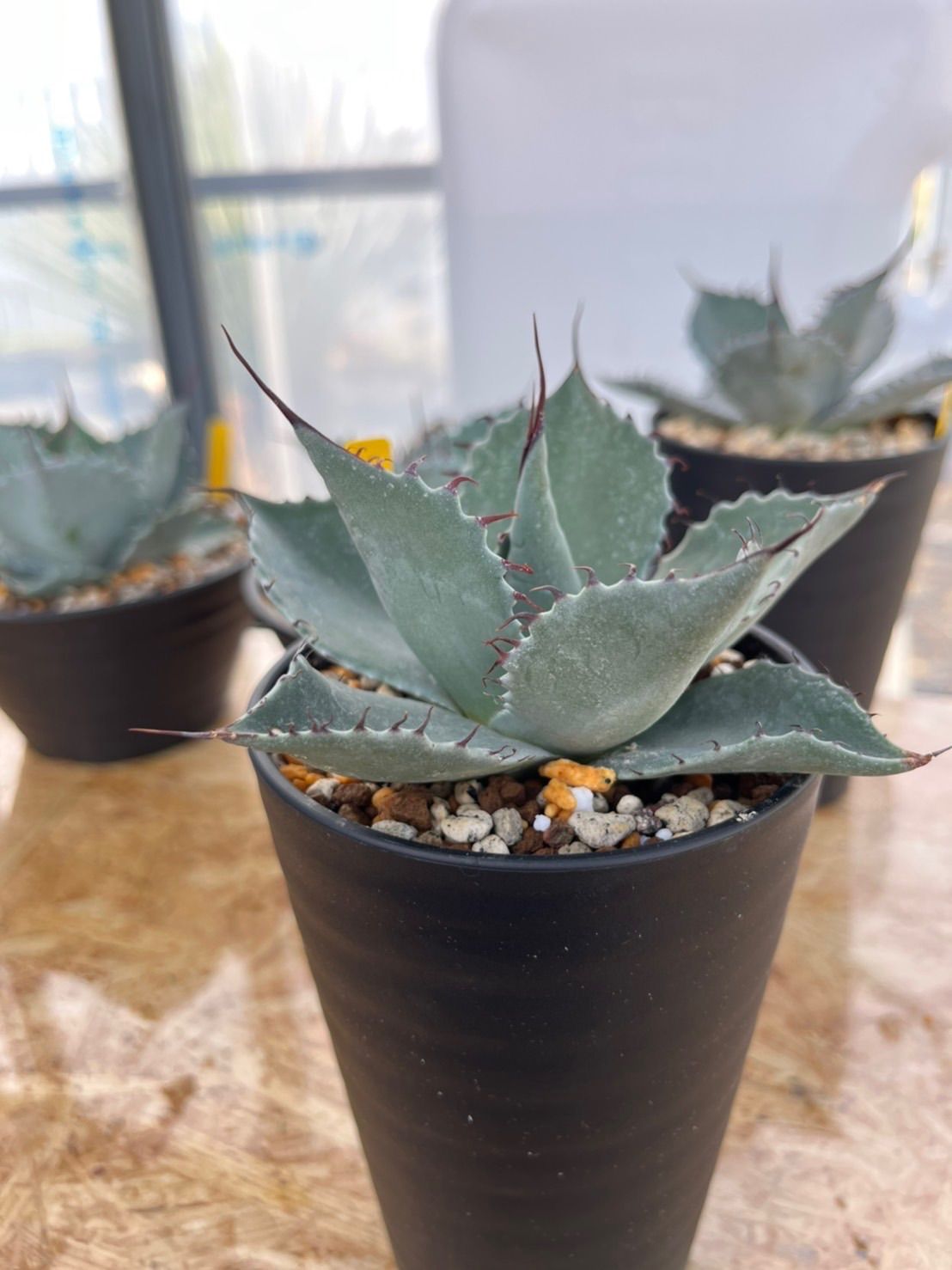 ▪︎≪ハイブリッド≫ parratrunc (パラサナ×トランカータ) 発根