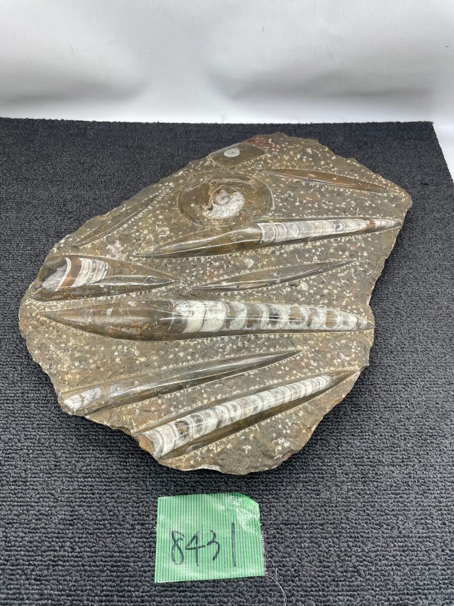 オルソセラスの化石のオブジェ オルソセラス 化石 直角貝