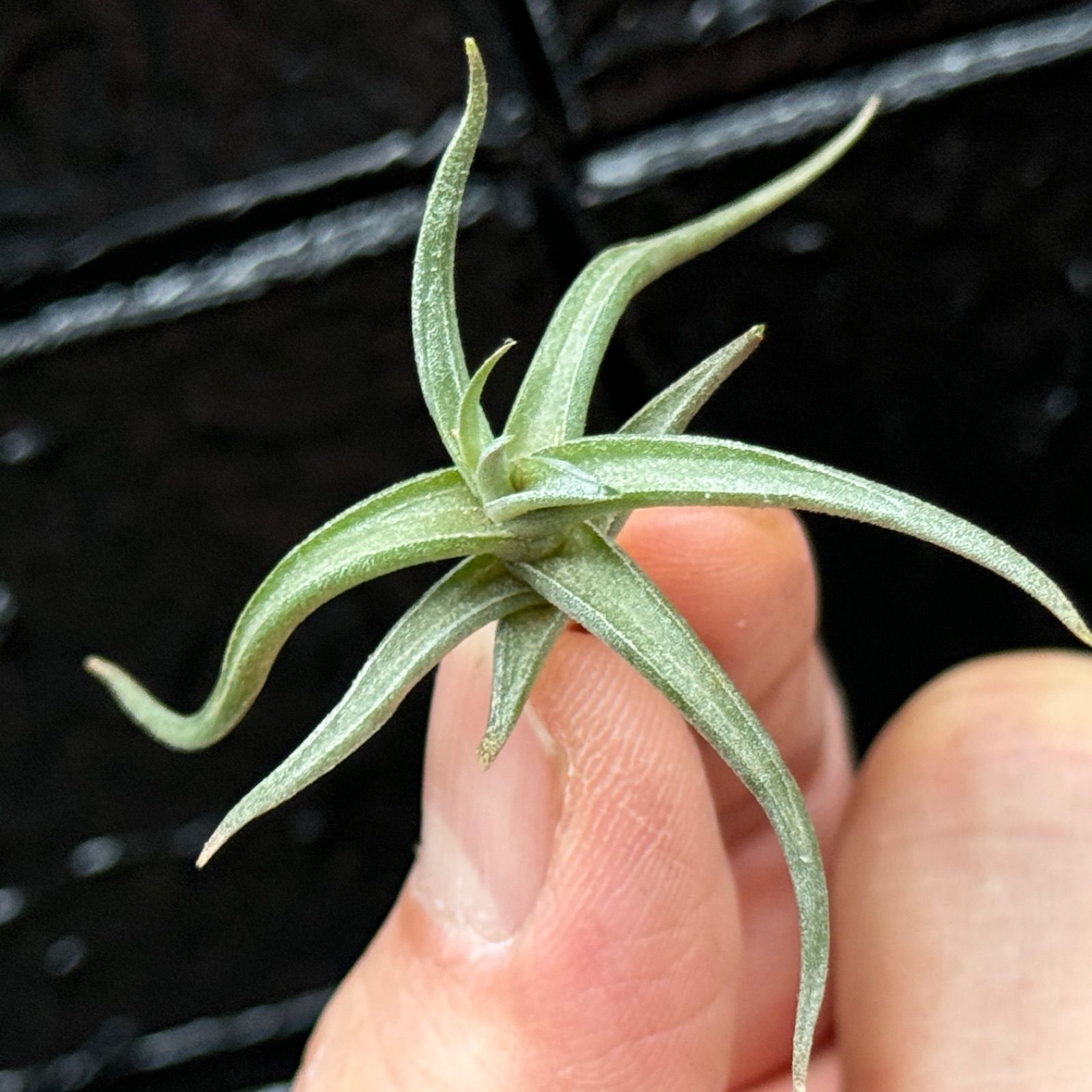 チランジア レクタングラ Tillandsia rectangula＊エアプランツ