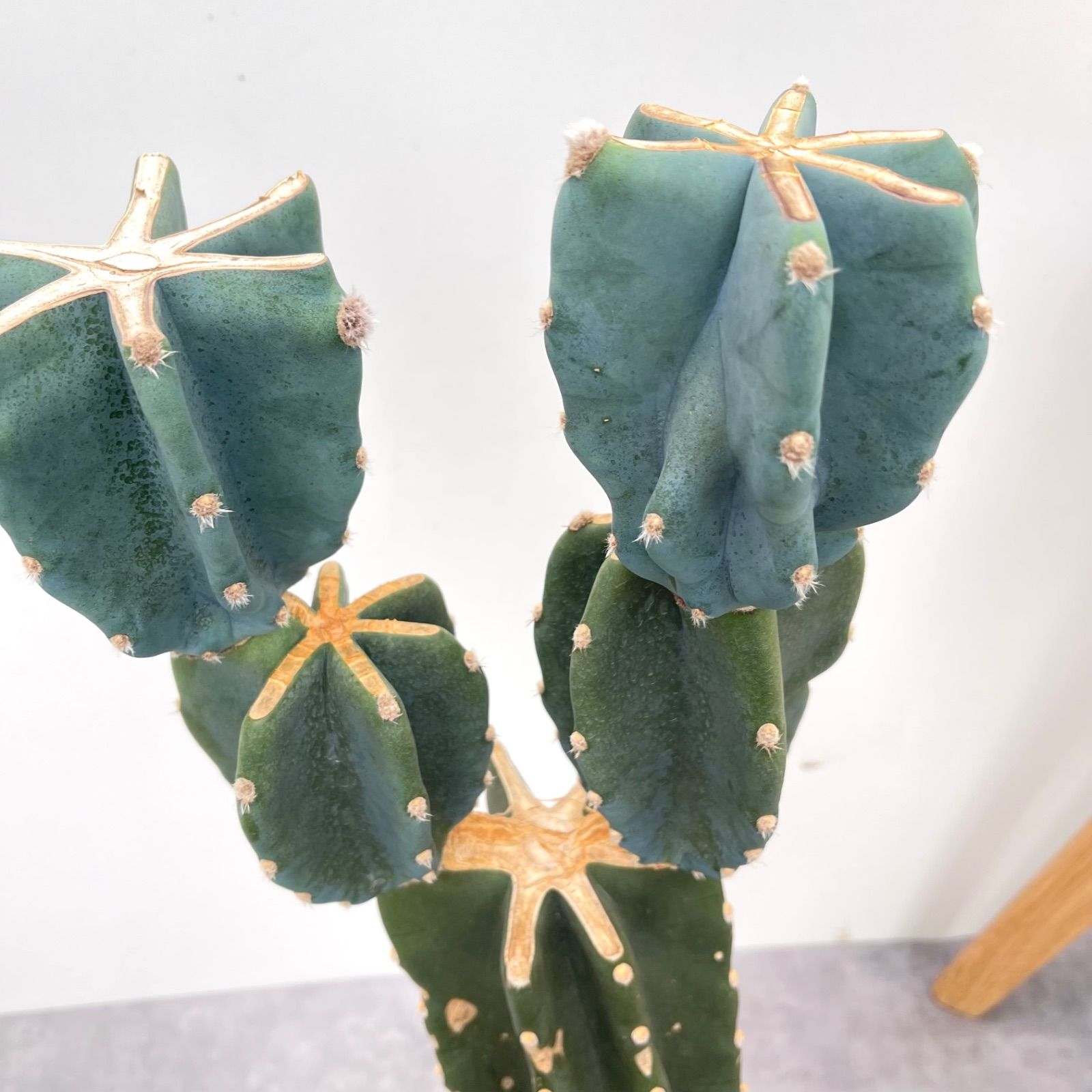 現品　サボテン　柱サボテン　ブランチ　鬼面角　2番　ドライガーデン　観葉植物 柱サボテン鬼面角ブランチ仕立て🌵 まさに“生けるアート作品“ですね