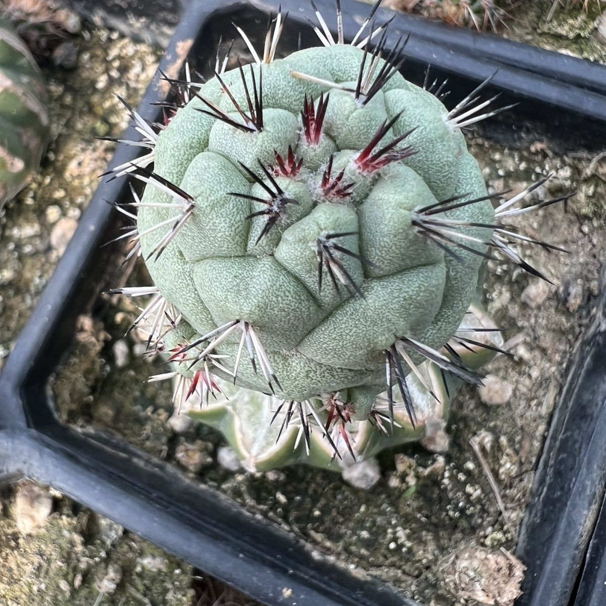 孤竜丸　カキコ　白肌　まん丸　良型　コレクション　コルムナアルバ 孤竜丸 カキコ 白肌 まん丸 良型 コレクション コルムナアルバ
