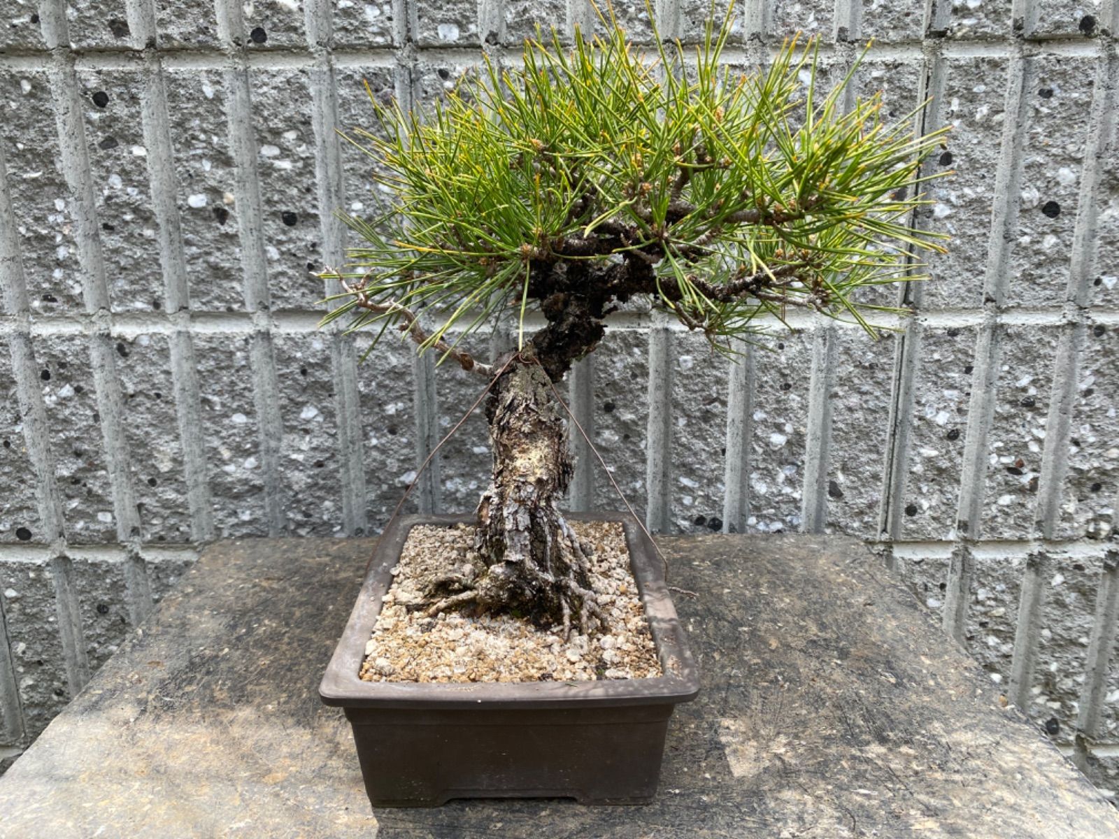 黒松 中品盆栽 松盆栽 盆栽 松