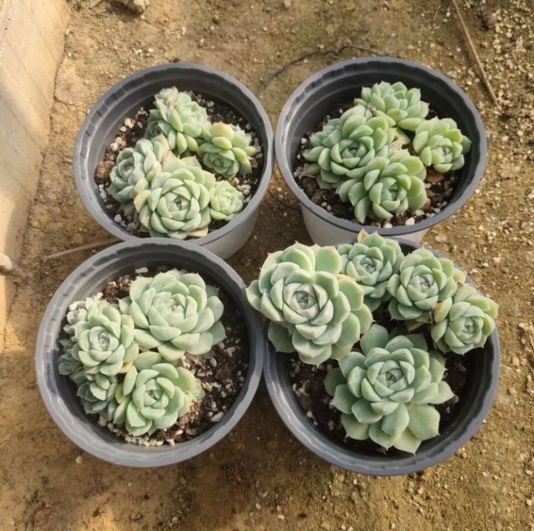 10株の抜き苗セット】ホワイトロータス 多肉植物 佐川急便発送