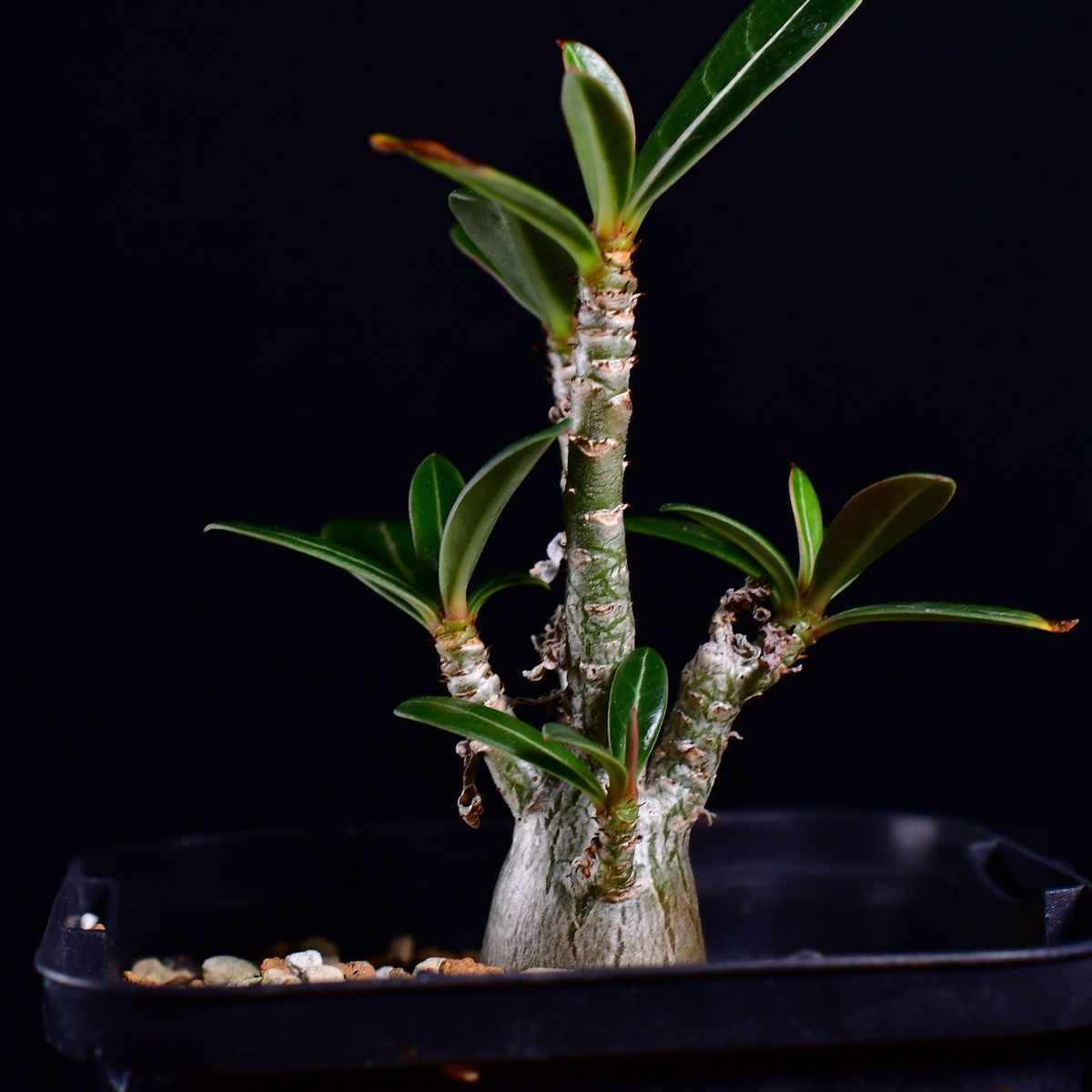 3W7 実生 2株セット アデニウム・ソマレンセ/タイ ソコトラナム