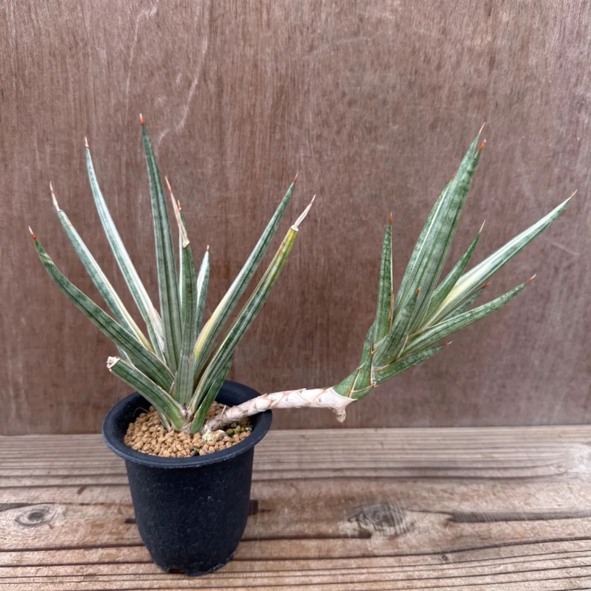 サンセベリア フランシシー 斑入② Sansevieria francisi variegated サンスベリア フランシー 斑入り バリエガタ 現品  観葉植物 観葉 植物 珍奇植物 珍奇 珍しい レア 希少 インテリア プレゼント 空気清浄 マイナスイオン - メルカリ