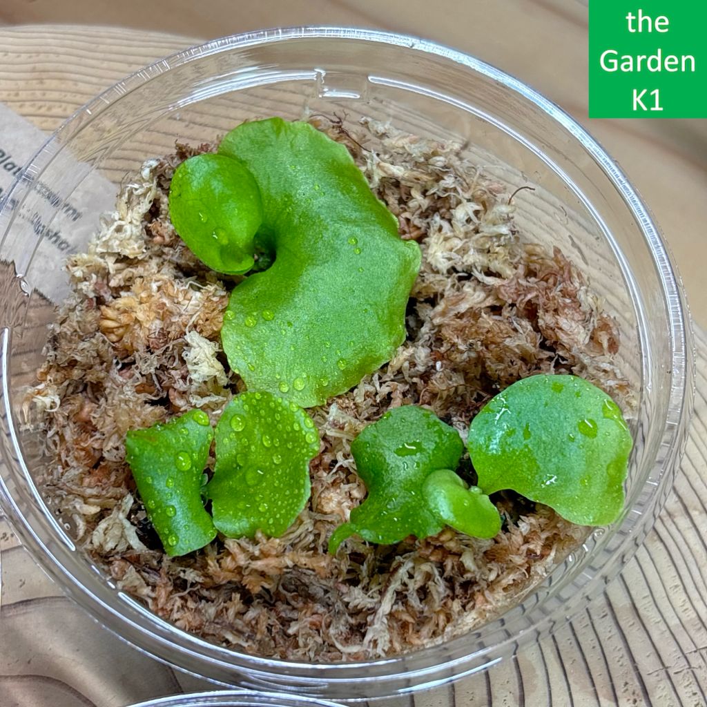 ビカクシダ】リドレイ・キッチャクード・コロナリウム 幼苗