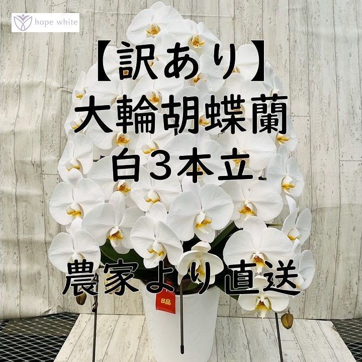 訳あり 大輪胡蝶蘭白３本立|花びらに黒い斑点 傷あり