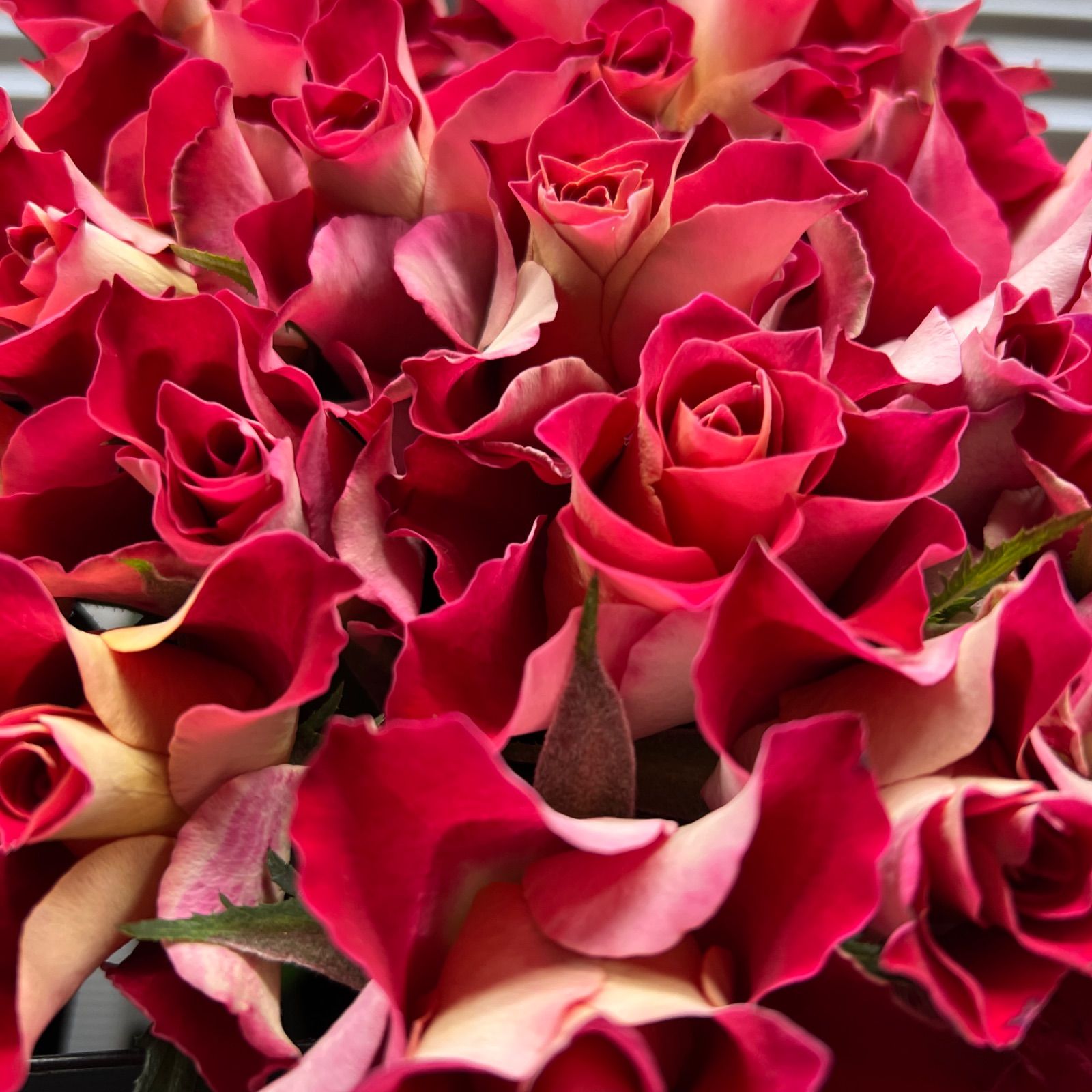 ウィーンの薔薇 クィーン・オブ・スウェーデン 鉢苗 - Queen of Sweden Potted