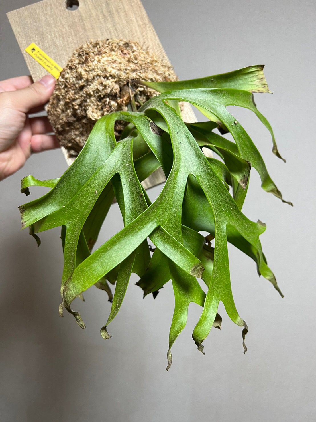 C*o様 コロナリウムcv.White 最終 P. coronarium (cv. White spore) - bikalog