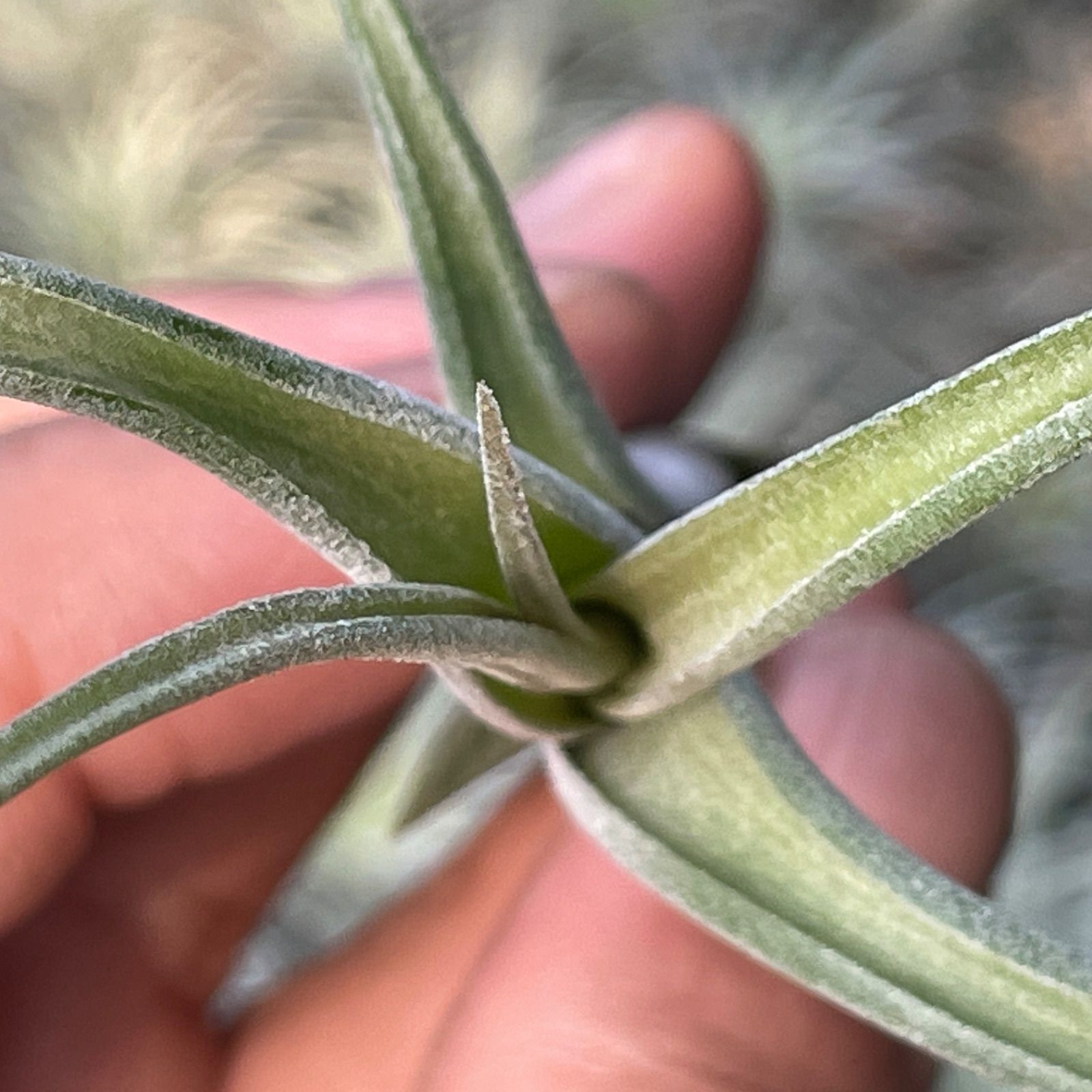チランジア インターメディア Tillandsia intermedia＊エアプランツ