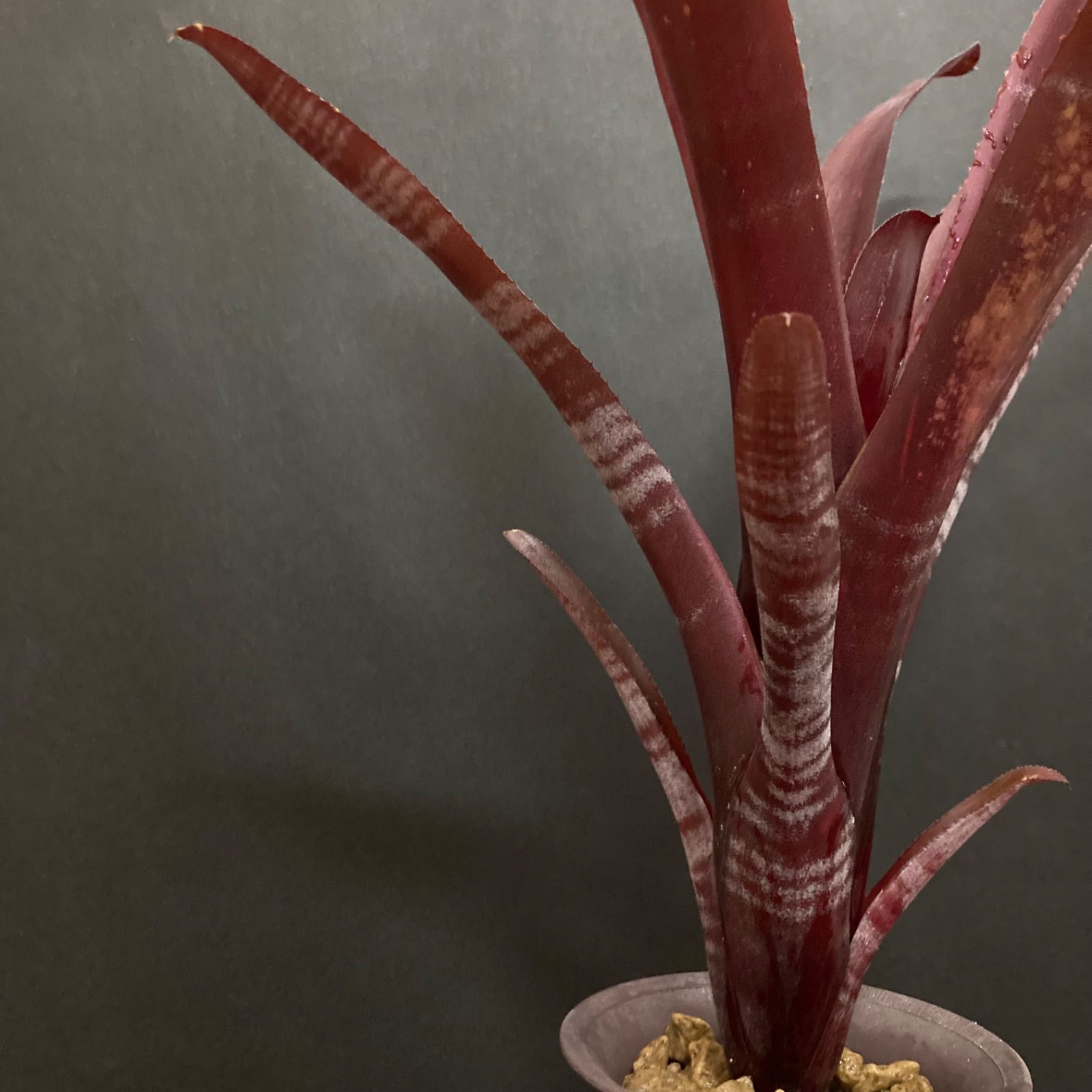 ビルベルギア スターダスト 観葉植物 抜き苗 タンクブロメリア