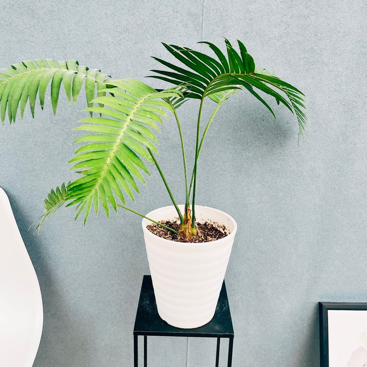 現品］【希少】N1 ディオーンスピヌロスム 7号 観葉植物 レア メキシコ