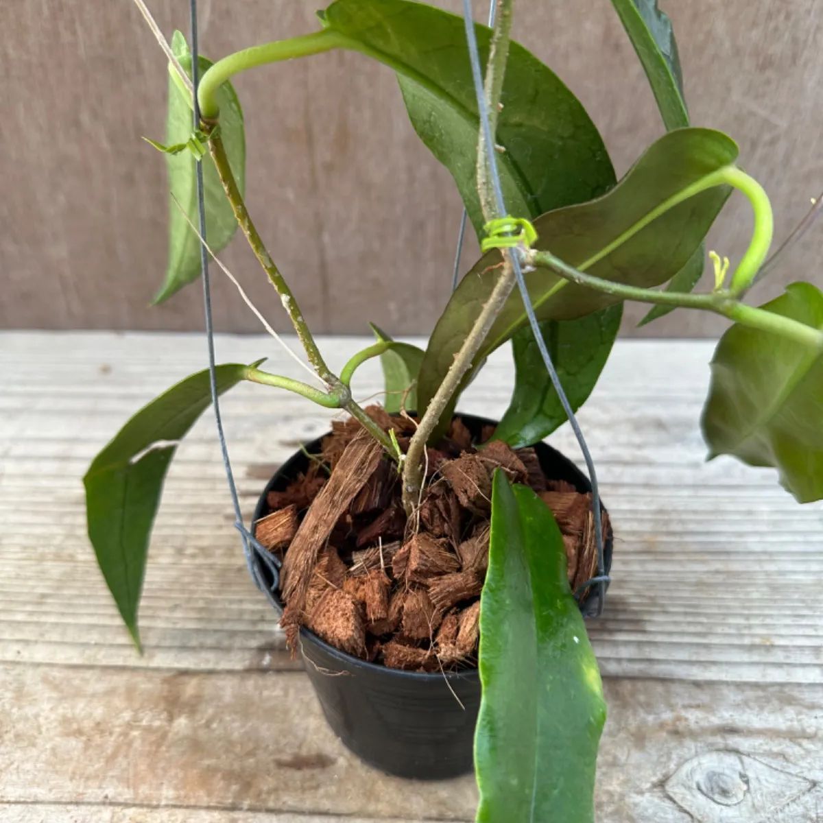 ホヤ アルクボルディアナ② Hoya archboldiana サクララン 桜蘭 現品