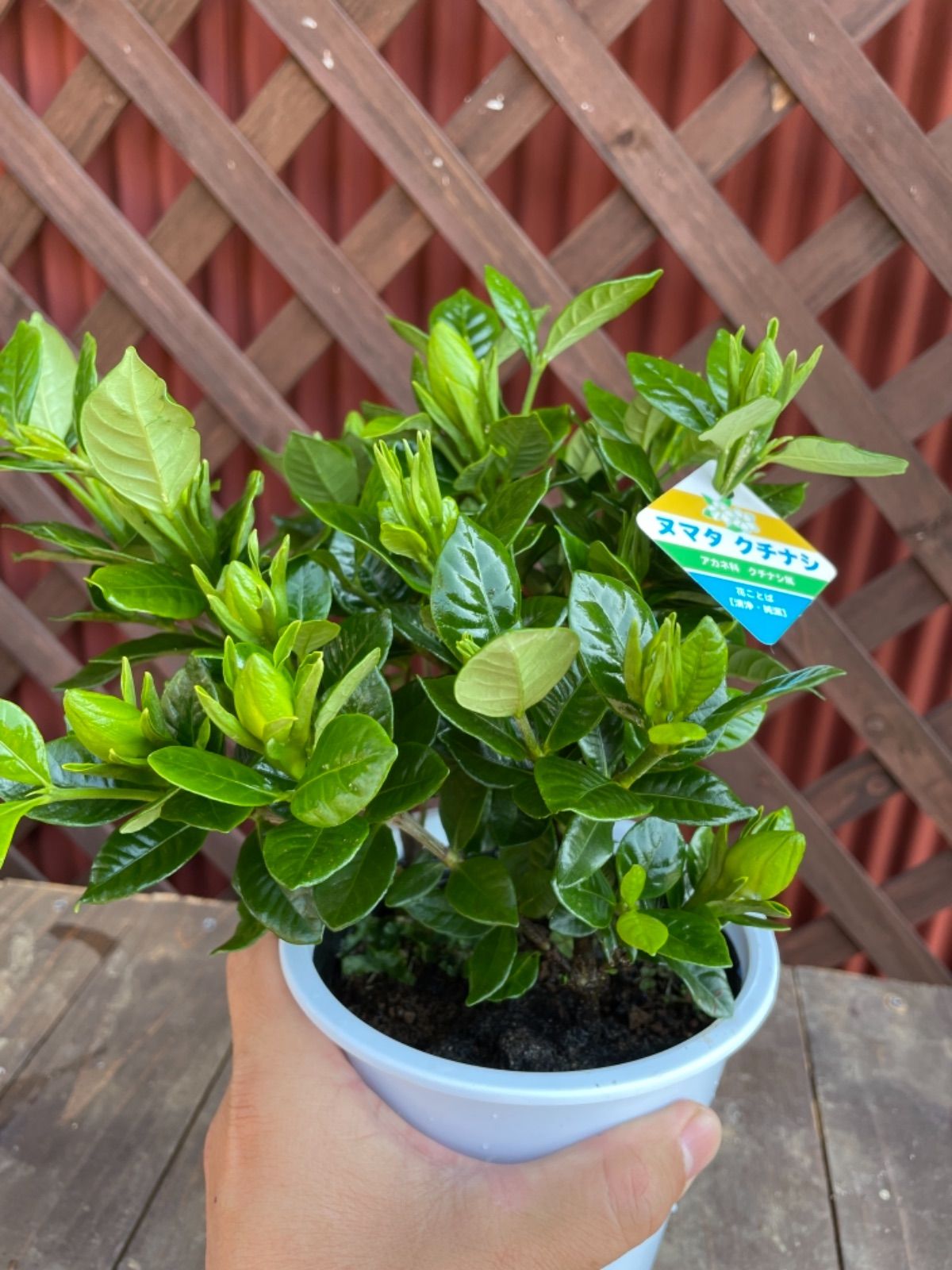 ヌマタクチナシ(八重咲き)4.5寸② - メルカリ