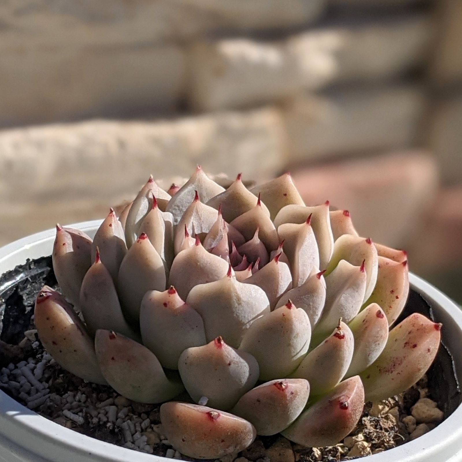 多肉植物　抜き苗　レッドフレーム 多肉植物 抜き苗 レッドフレーム