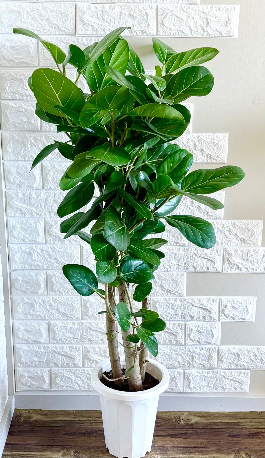 32番 フィカス ベンガレンシス 曲がり 8号 観葉植物 室内 ゴムの木