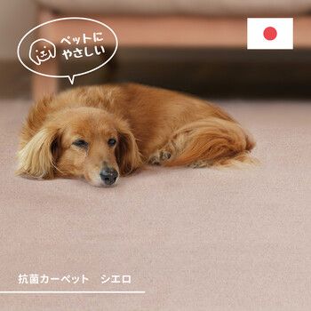 カーペット ペットのいる家庭にも 敷き詰めカーペット 江戸間8帖 タフト 抗菌 日本製 シエロ アイボリー ブラウン 江戸間
