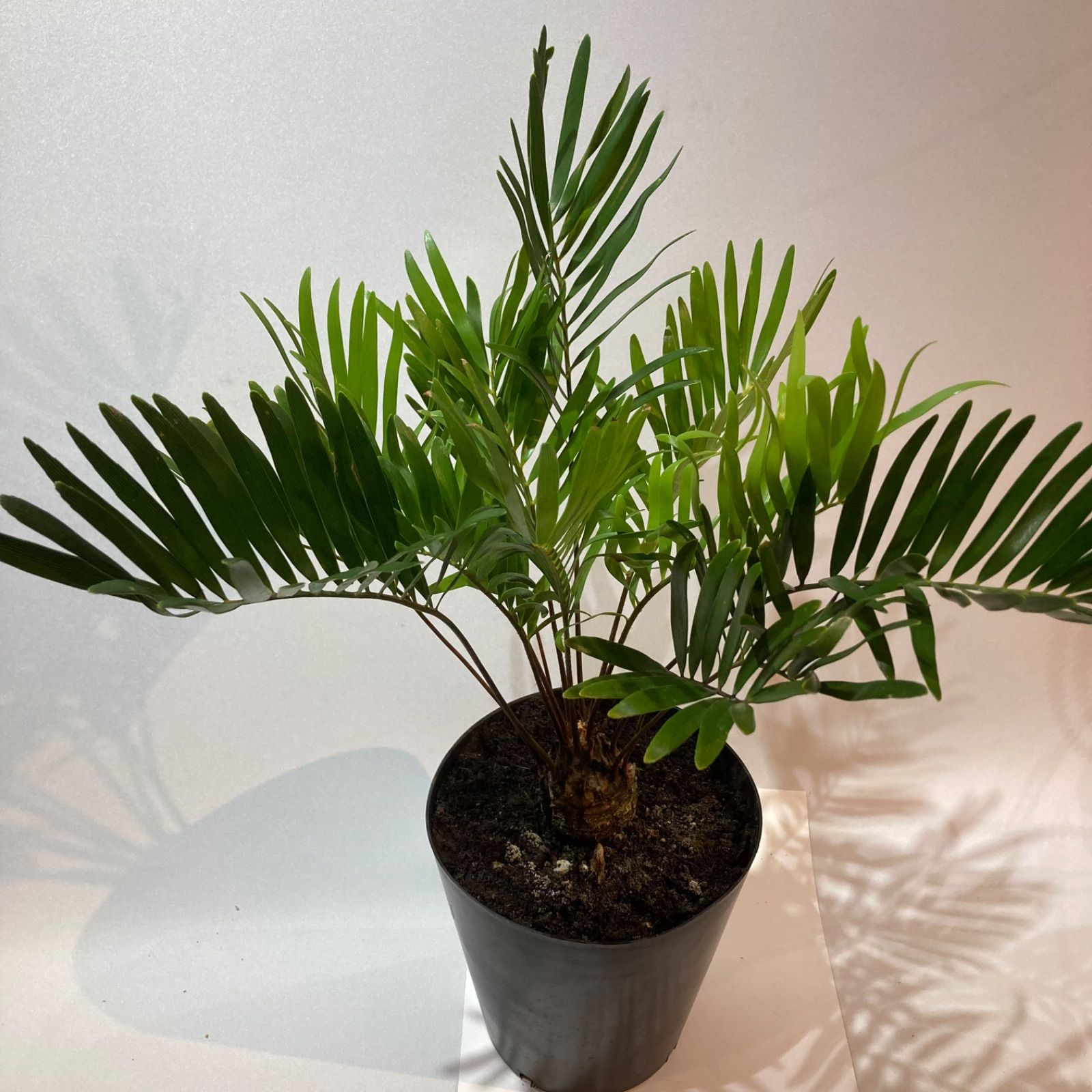 ⭐ザミア・フロリダーナ⭐ ソテツ A ザミア フロリダーナ（メキシコ