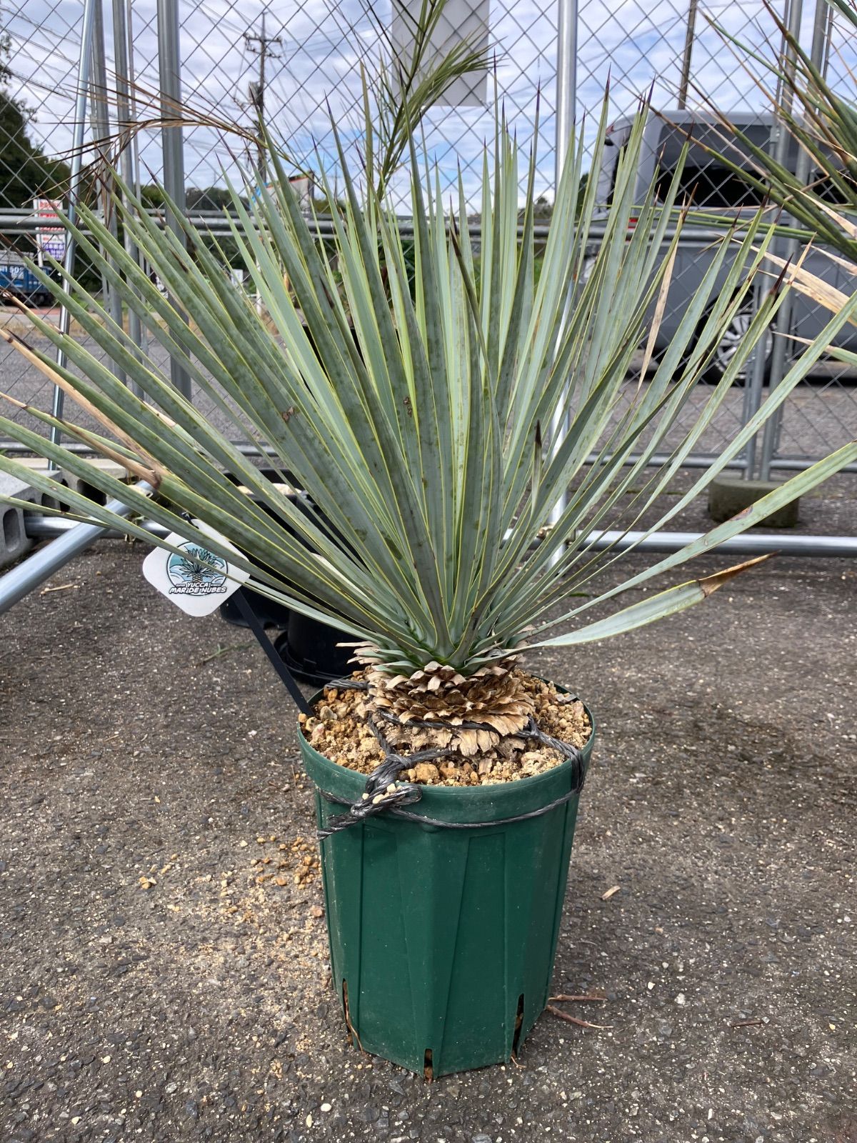 ユッカ マルデヌベスロストラータ 発根済み