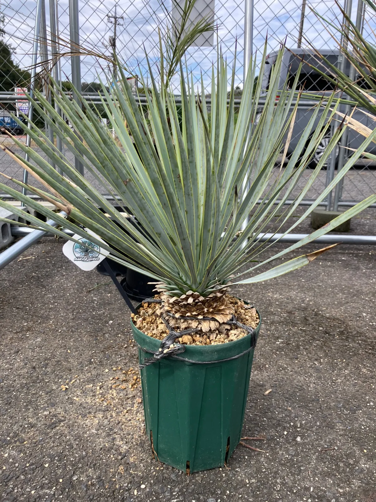 2025年最新】ユッカ マルデヌベスの人気アイテム - メルカリ