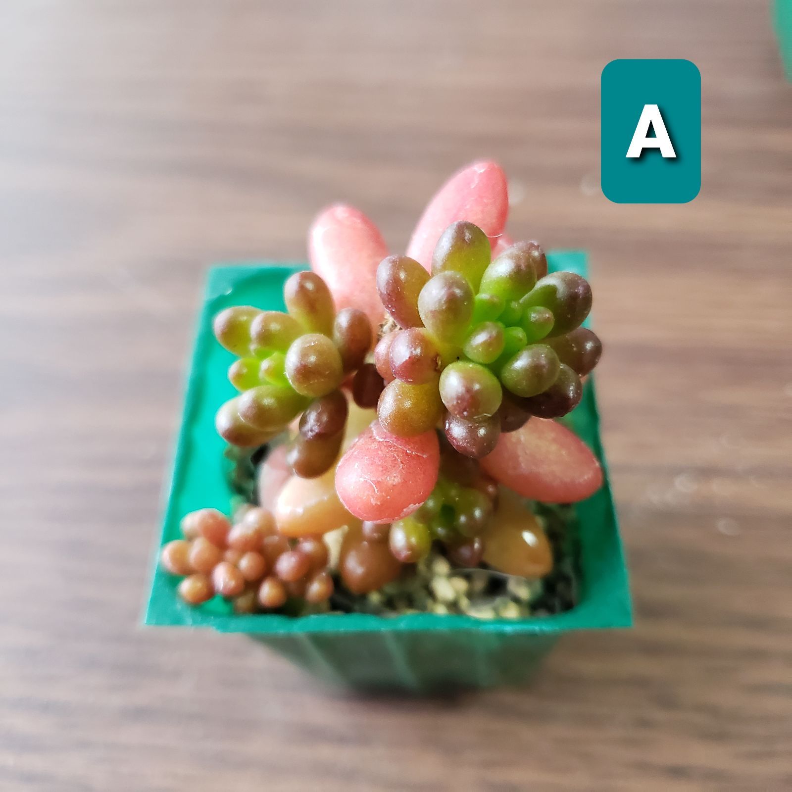 多肉植物 セダム アップルベリー 抜き苗 - メルカリ