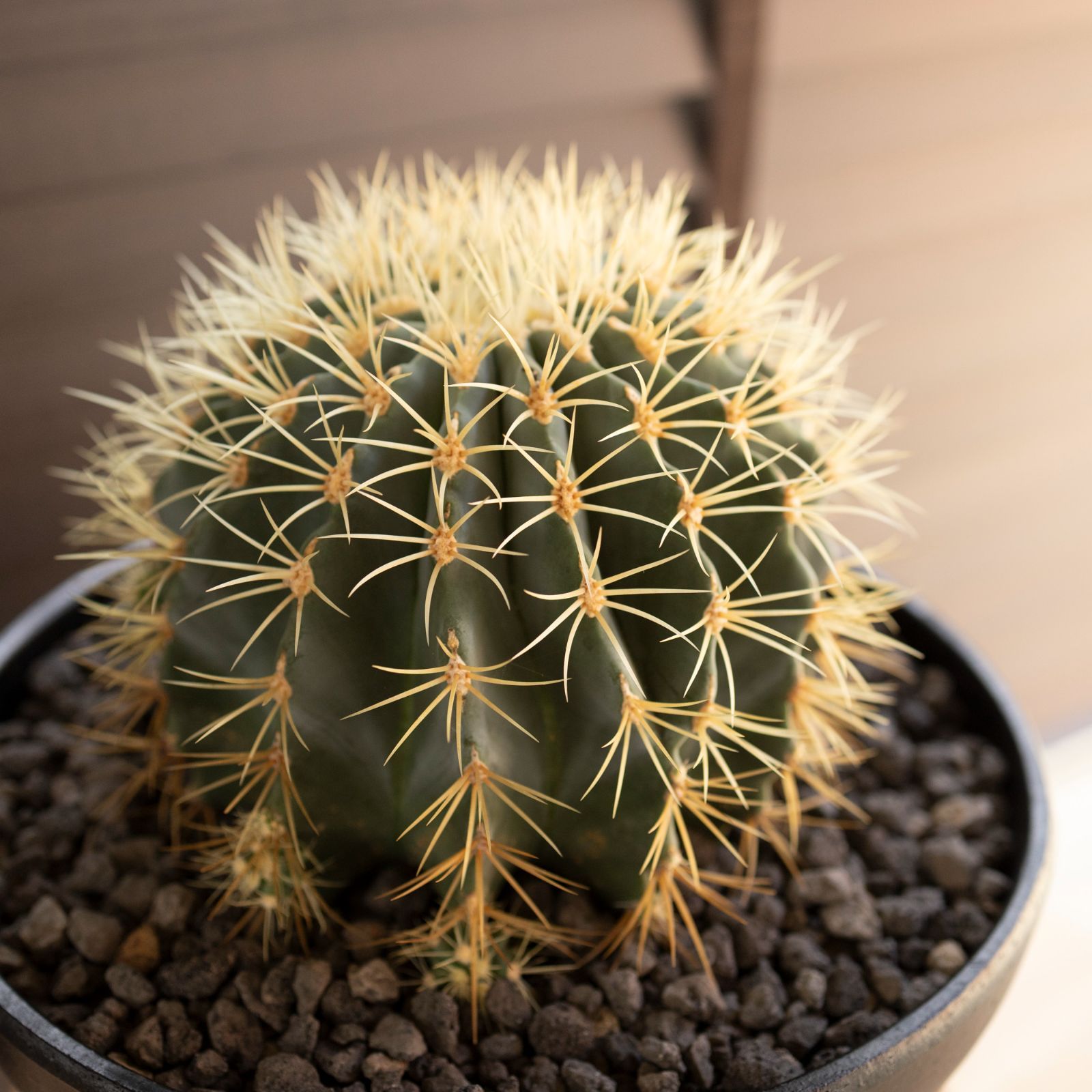 フェロカクタス ブルーバレルカクタス