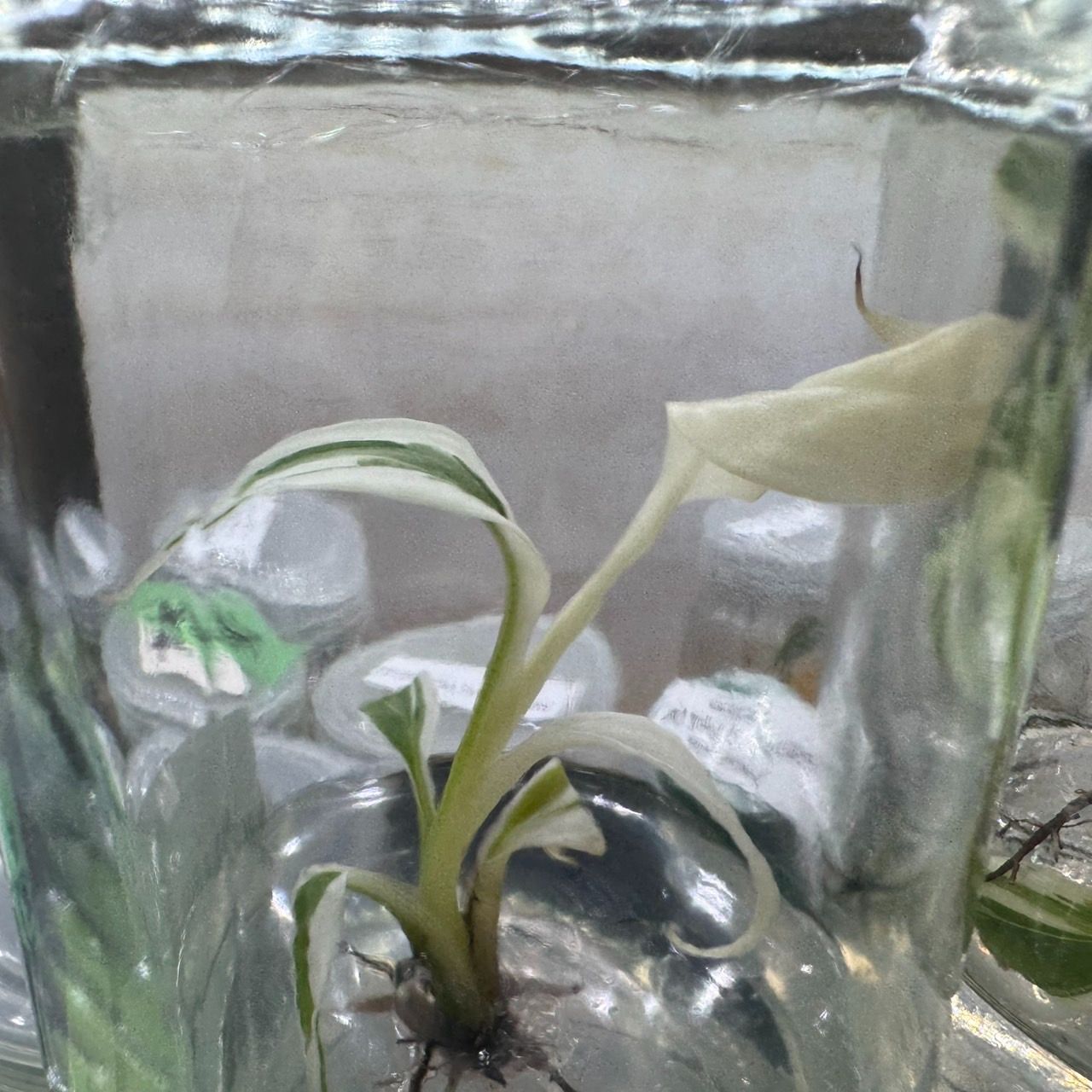 人気♡TC♡白斑入りバナナとピンク斑入りバナナの2本セット