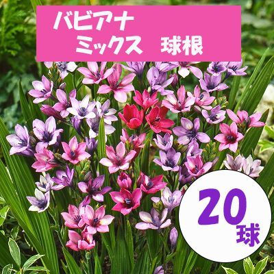 バビアナ。球根。 楽天市場】＼ポイント5倍／ 球根 植えっぱなしOK 原種系 バビアナ