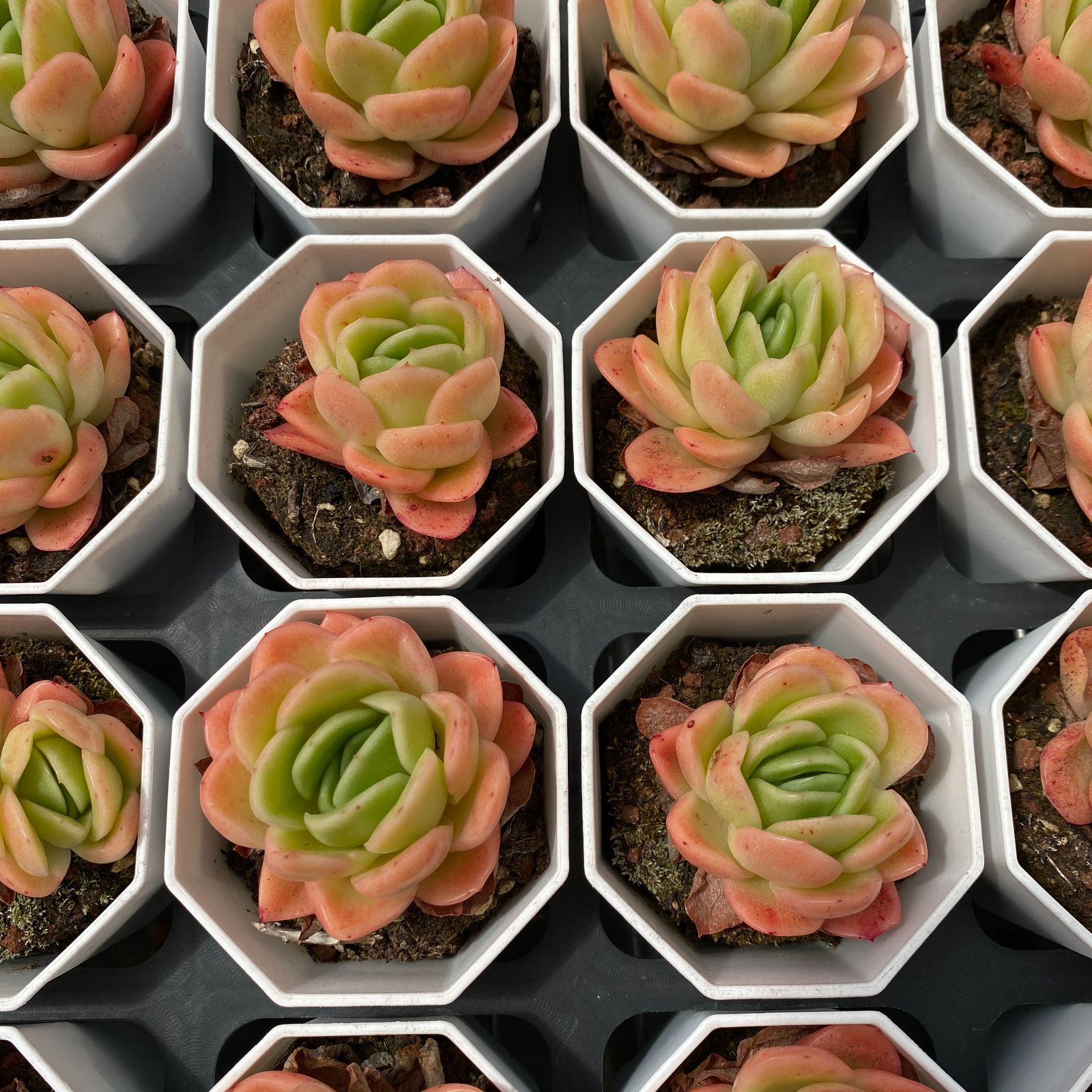 抜き苗 多肉植物