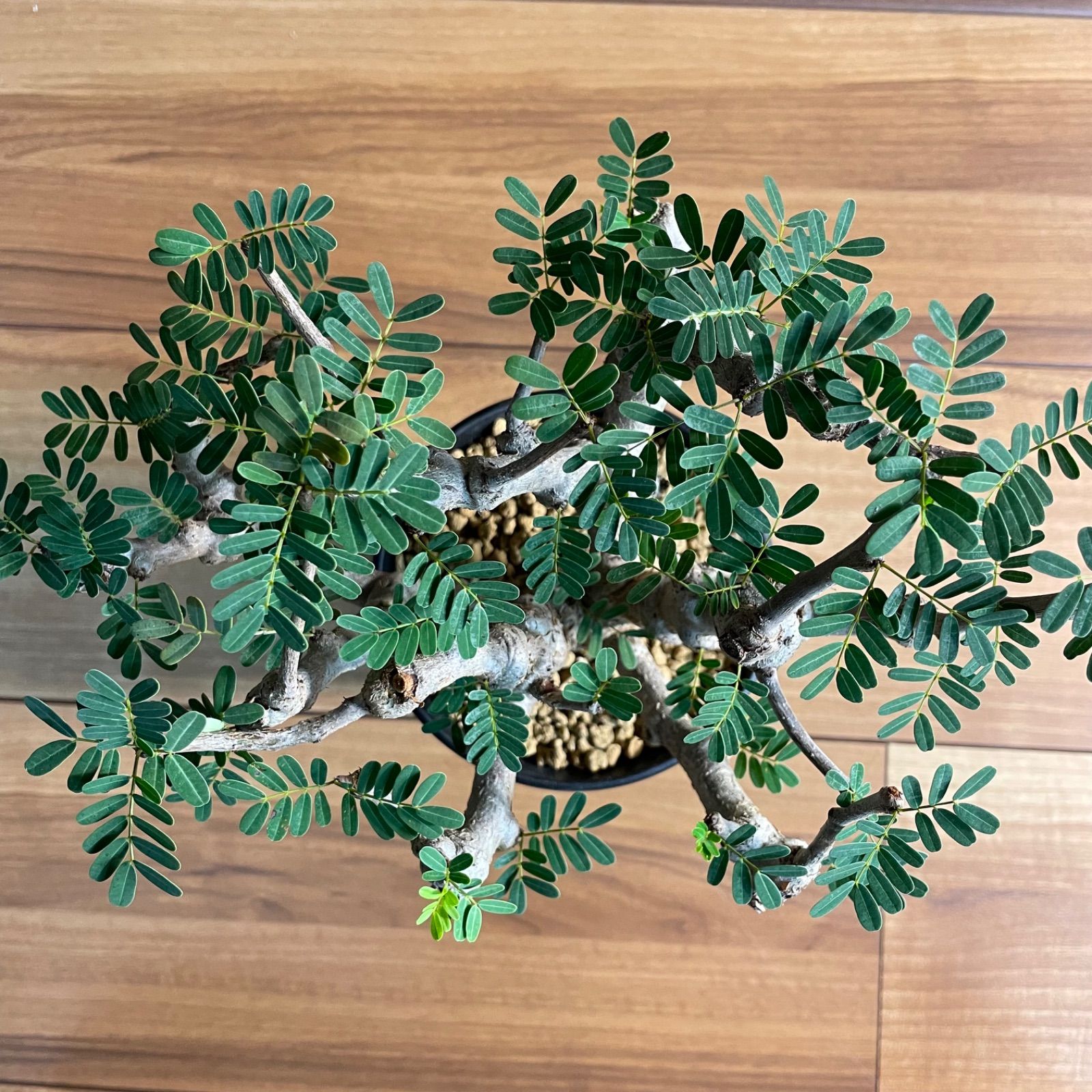 センナ・メリディオナリス 実生株 - メルカリ