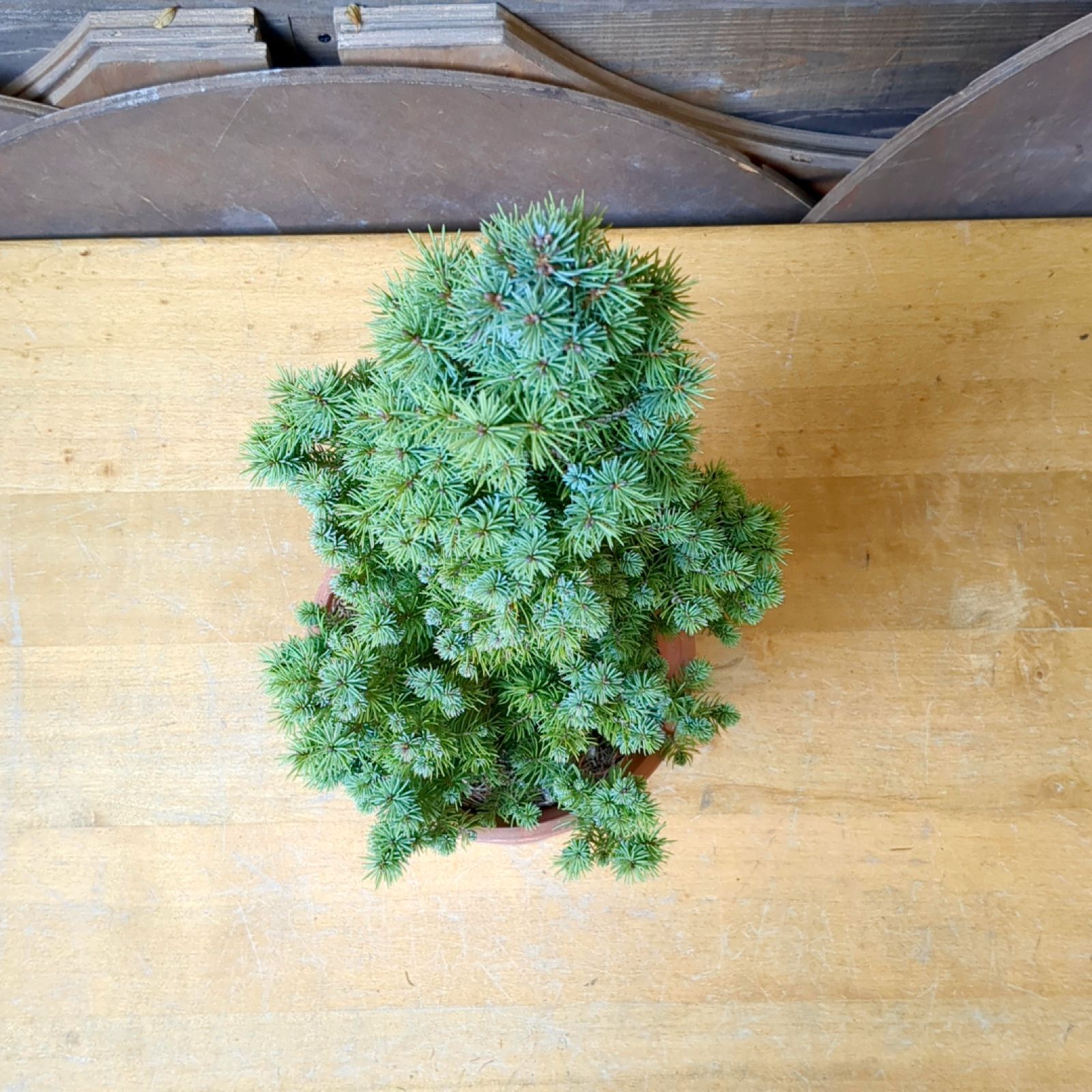 トウヒ 現品