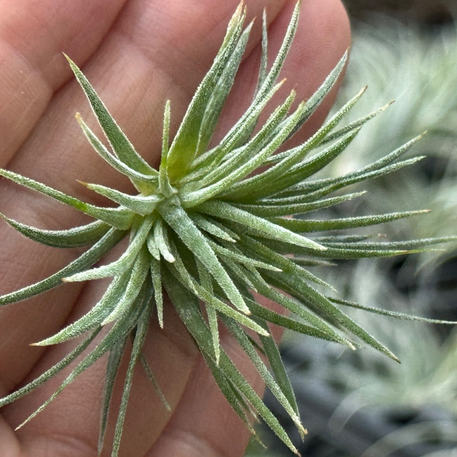 チランジア イオナンタ モンストローズ (モンストローサ) Tillandsia