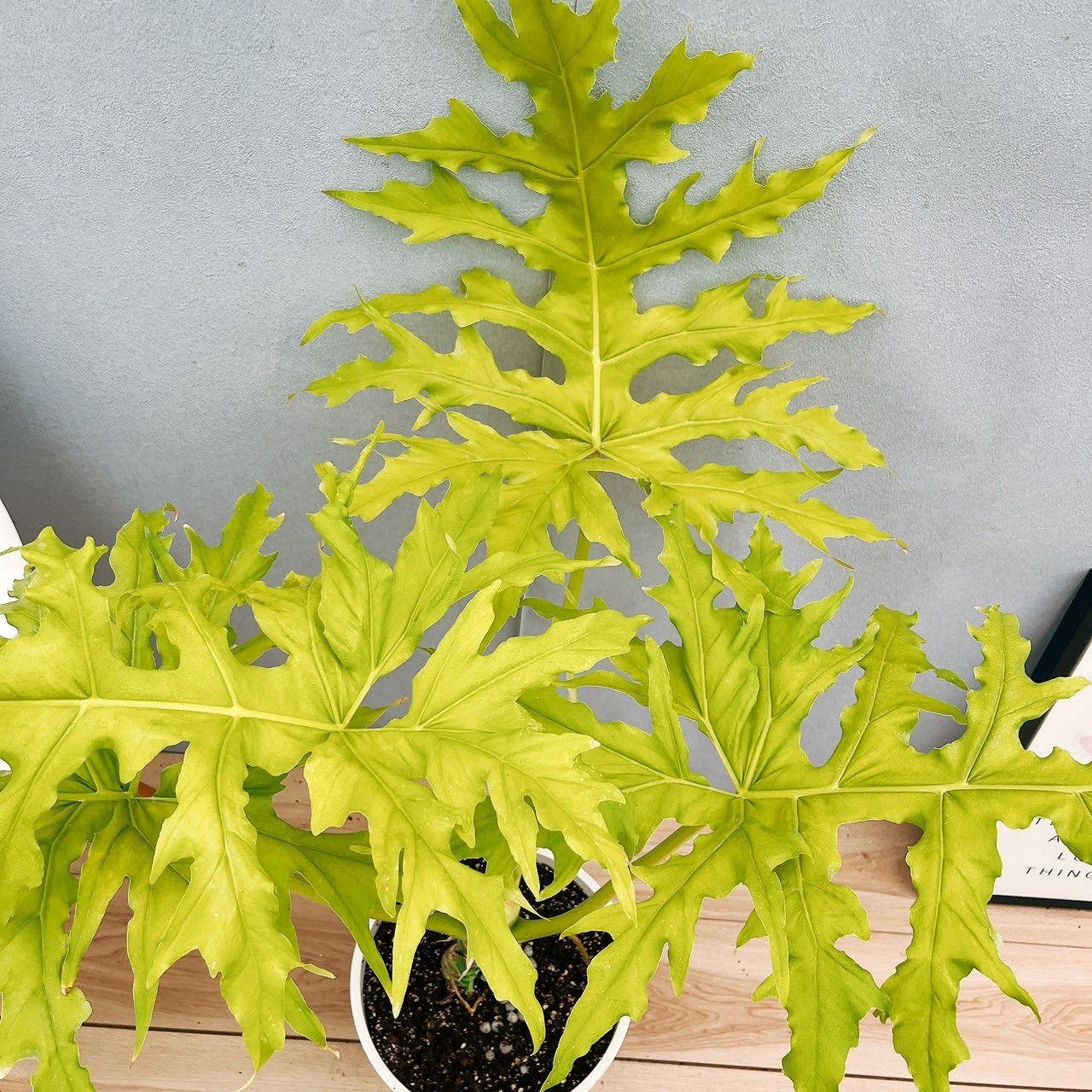 フィロデンドロン　セローム　ゴールドリーフ　10年以上の大株　希少 フィロデンドロン セローム ゴールドリーフ 10年以上の大株 希少