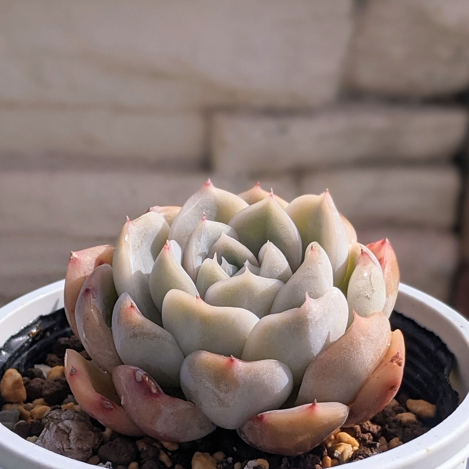 ヒアリナ×ラウイ 多肉植物 抜き苗 エケベリア - メルカリ