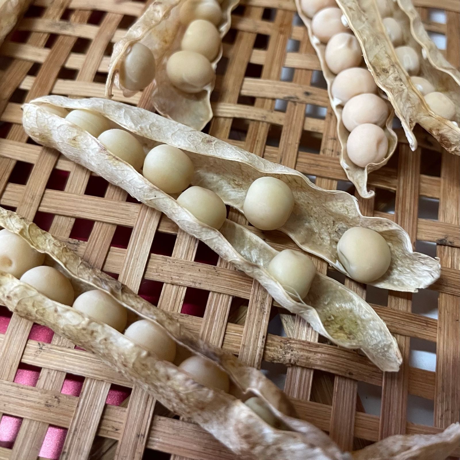 一寸そら豆の種子 5粒と絹さやの種子 10粒 有機の種子セット 無 一寸そら豆の種子 5粒と絹さやの種子 10粒 有機の種子セット 無