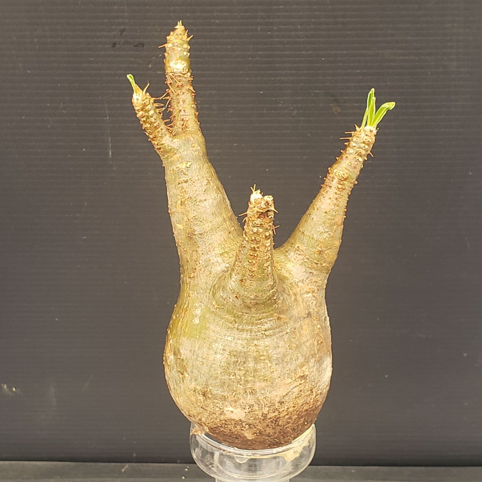 塊根植物 新芽あり パキポディウム　グラキリス パキポディウム・グラキリス/盆栽、多肉植物、塊根植物、観葉